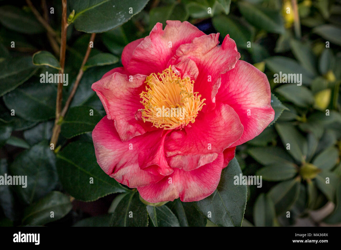 Flowering Camellia (Camellia japonica), Lake Garda, Italy, Europe Stock Photo