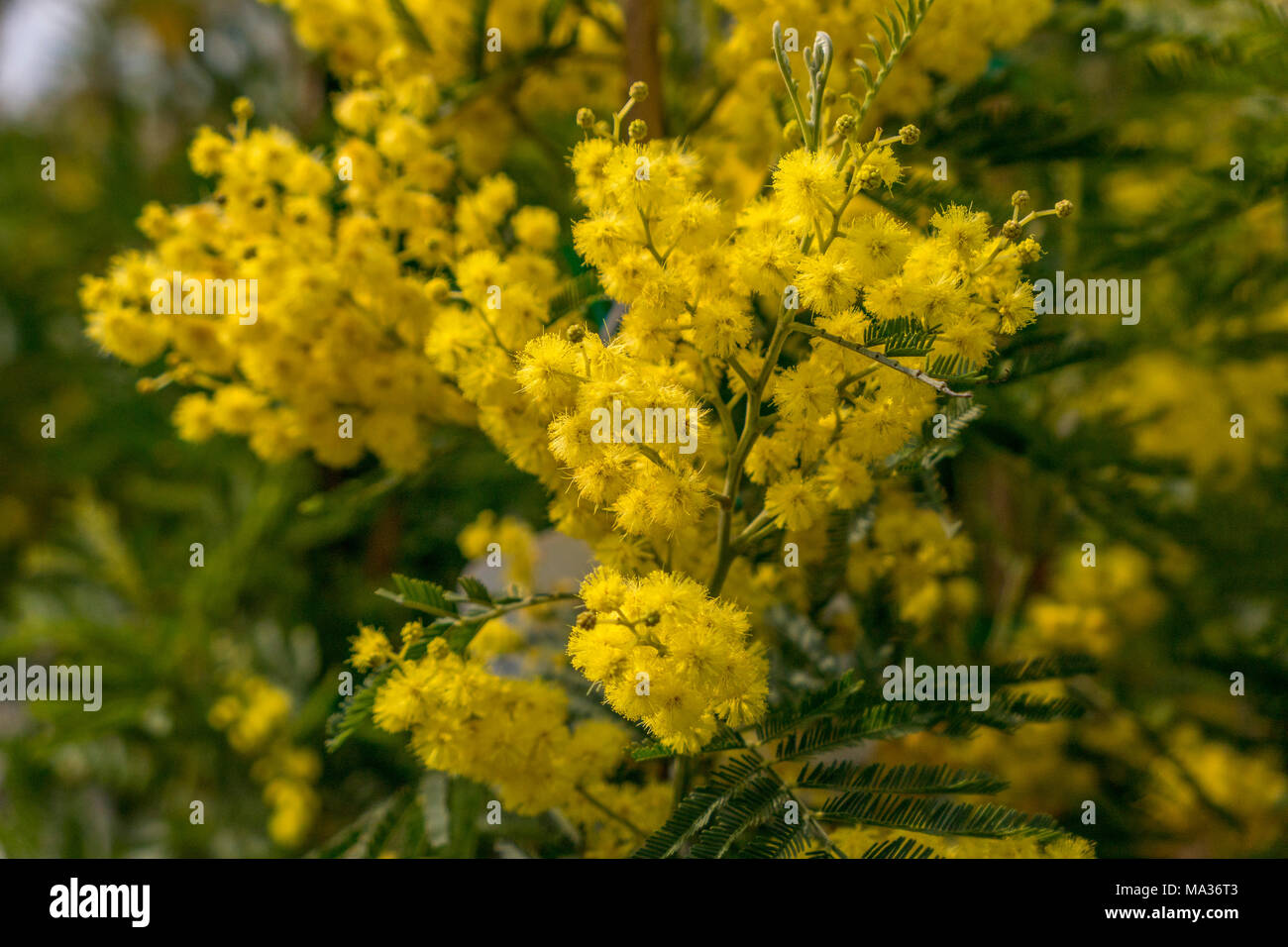 Flowering mimosa (Mimosa sp.I in a garden, Lake Garda, Italy, Europe