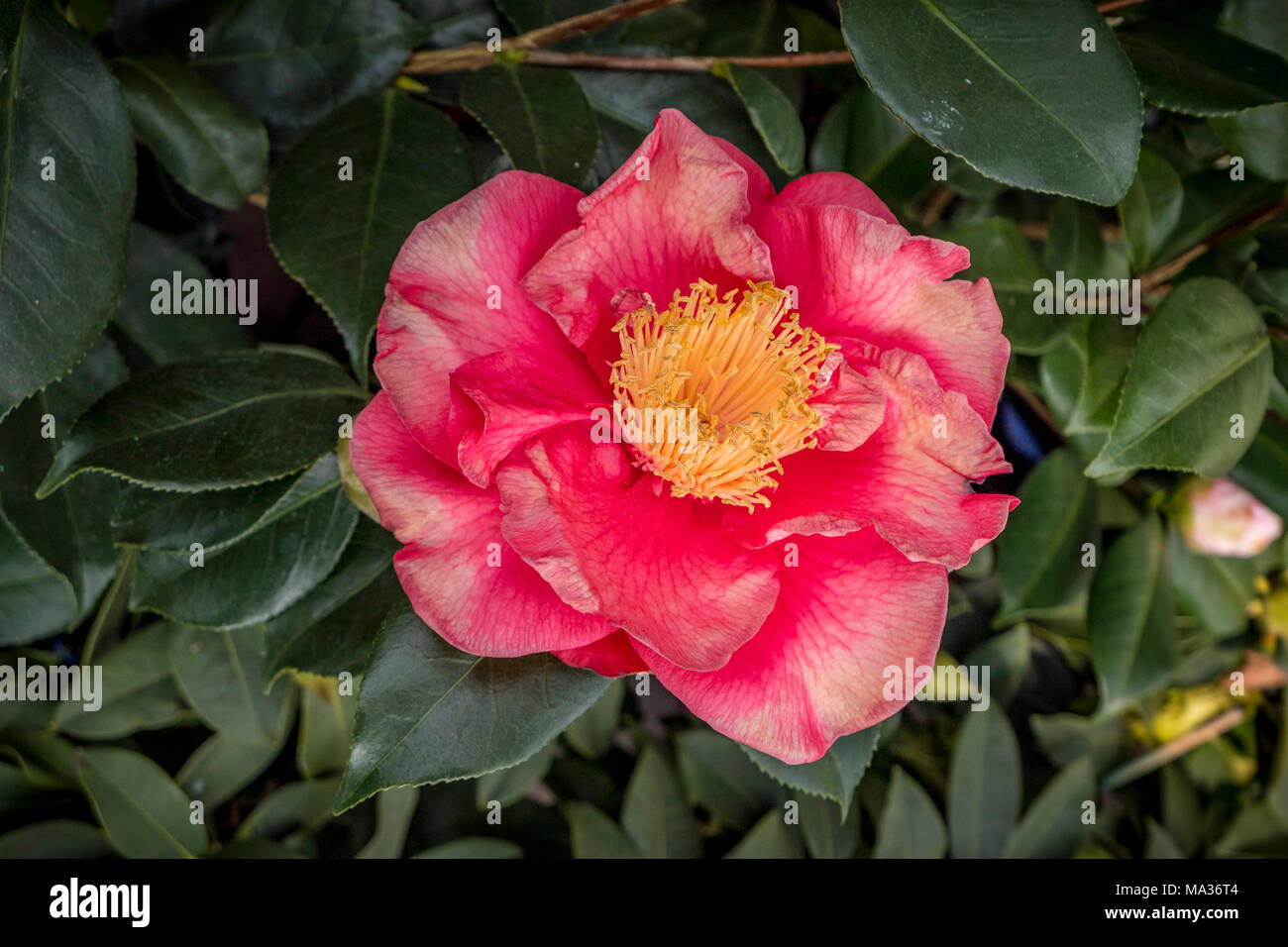 Flowering Camellia (Camellia japonica), Lake Garda, Italy, Europe Stock Photo
