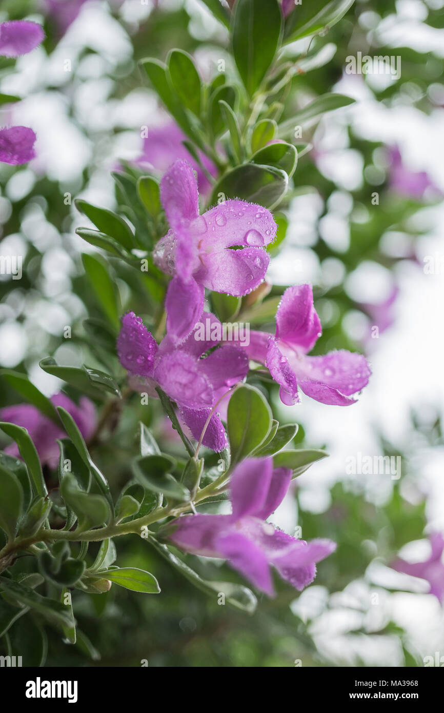 Purple flowers with water drops Stock Photo