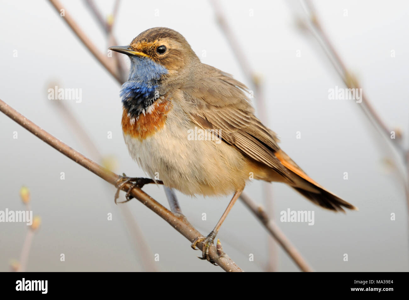 White-spotted Bluethroat / Blaukehlchen ( Luscinia svecica ) perched on a branch, natural surrounding, typical view, endangered species, Europe. Stock Photo