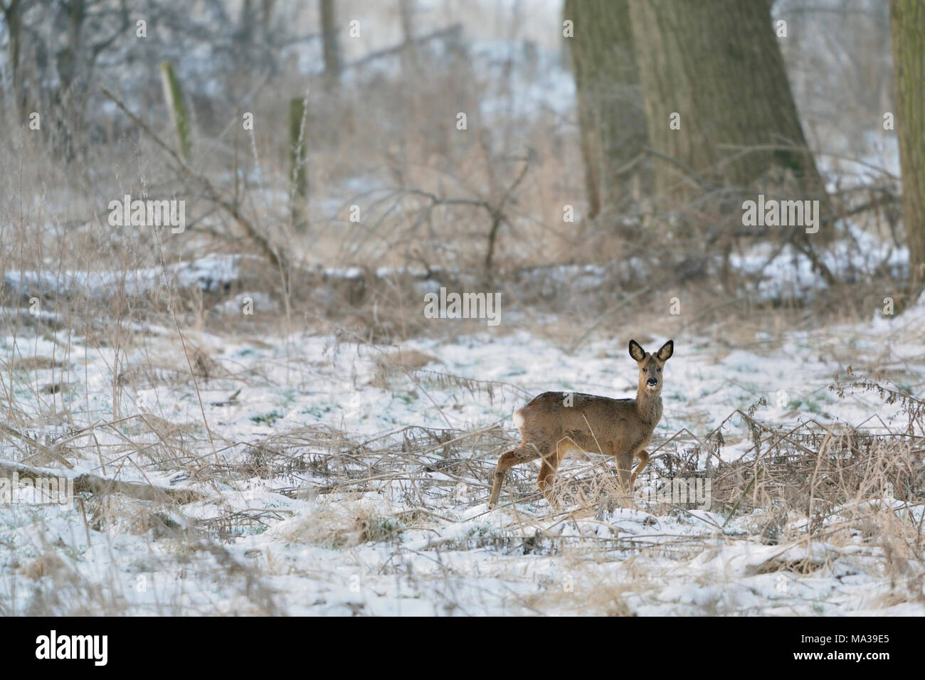 Roe Deer / Reh ( Capreolus capreolus ), male, buck in winter, in typical surrounding, watching attentively, wildlife, Europe. Stock Photo