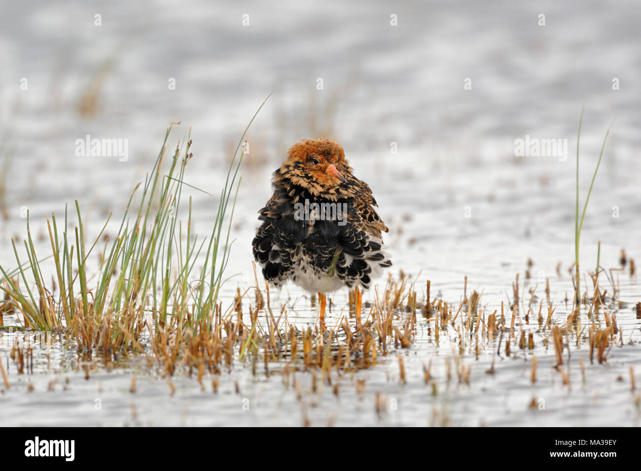Ruff / Kampflaeufer ( Philomachus pugnax ) during spring migration, resting in shallow water, already in its breeding dress, wildlife, Europe. Stock Photo