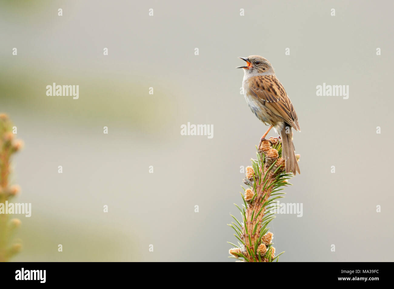 Dunnock / Heckenbraunelle ( Prunella modularis ) , songbird, perched on top of a conifer, singing in spring, courting, Europe. Stock Photo