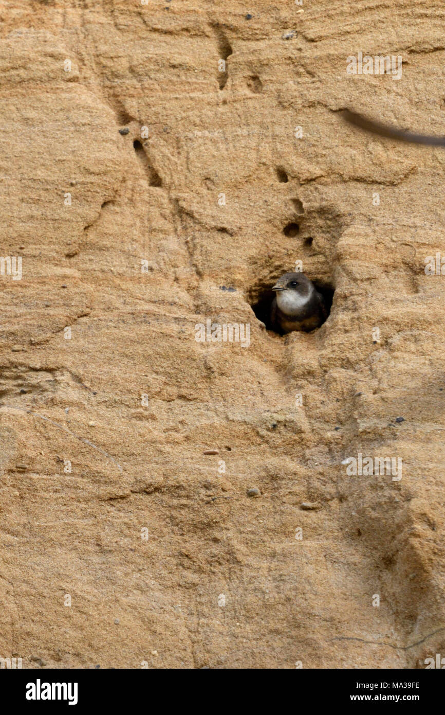Sand Martin / Bank Swallow / Uferschwalbe ( Riparia riparia) perched at its nest hole in the slope of a sand pit, wildlife, Europe. Stock Photo