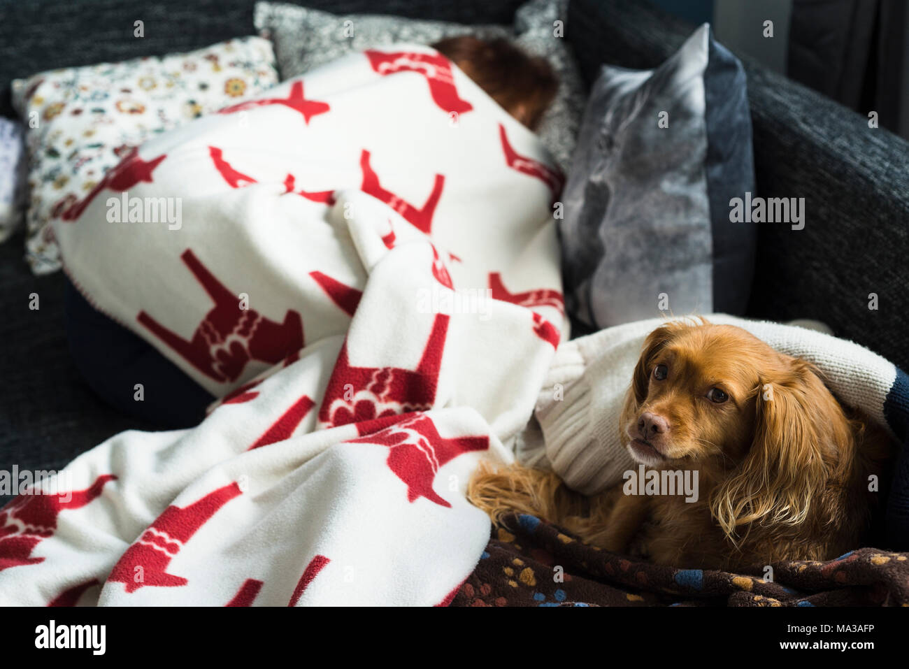 Brown spaniel mixed breed dog lies relaxed on a pillow next to a sleeping woman under a blanket on a black lounge sofa and looks to the camera Stock Photo