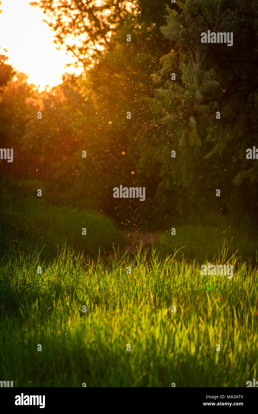 Sunlight glade hi-res stock photography and images - Alamy