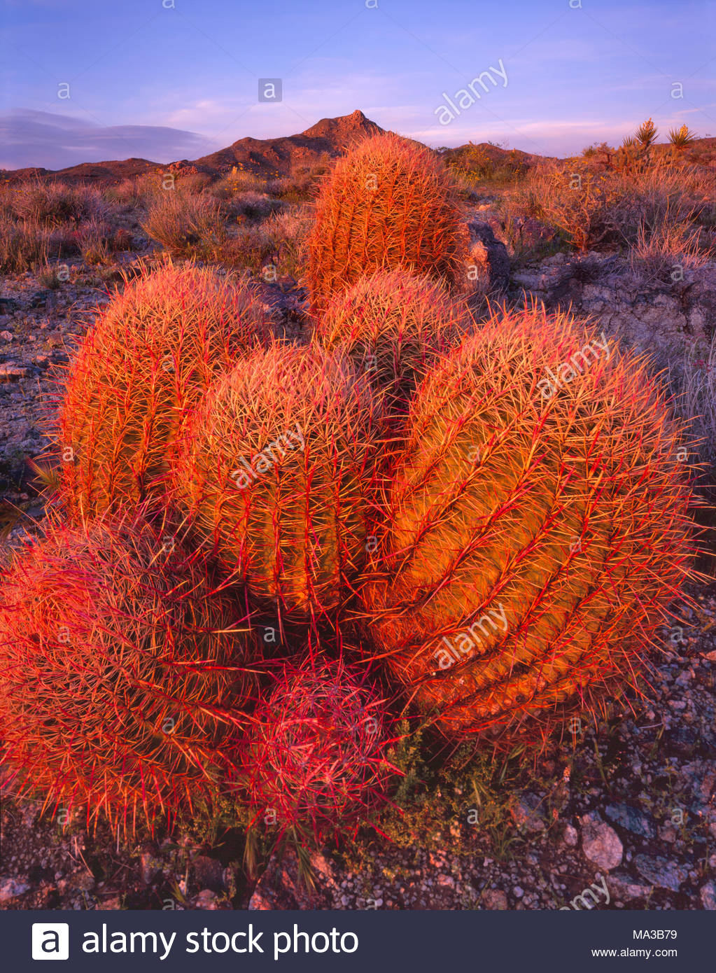 Red Barrel Cactus Stock Photos & Red Barrel Cactus Stock Images - Alamy