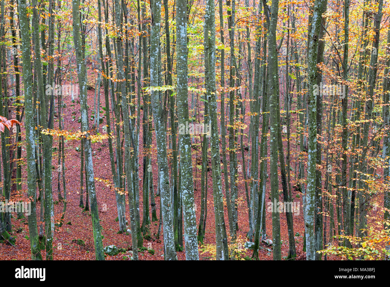 Cansiglio Forest, Fregona, Treviso, Veneto, Italy. Stock Photo
