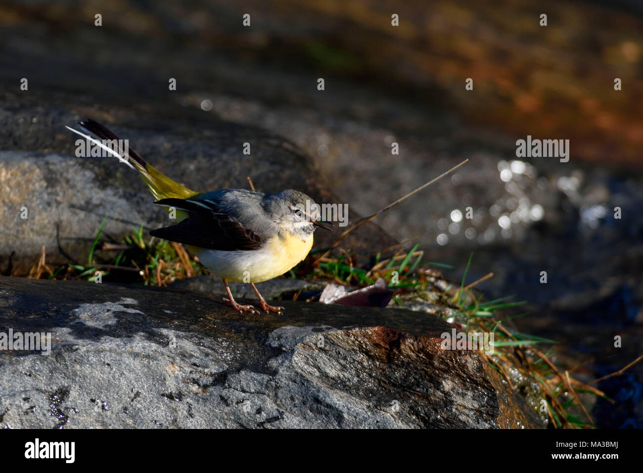 Perosa Argentina, Chisone Valley, Turin Province, Piedmont, Italy. Grey wagtail. Stock Photo