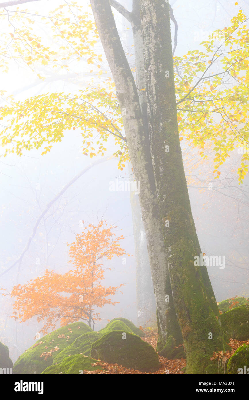 Fog in the forest of Bagni di Masino during autumn, Valmasino, Valtellina, Sondrio province, Lombardy, Italy. Stock Photo