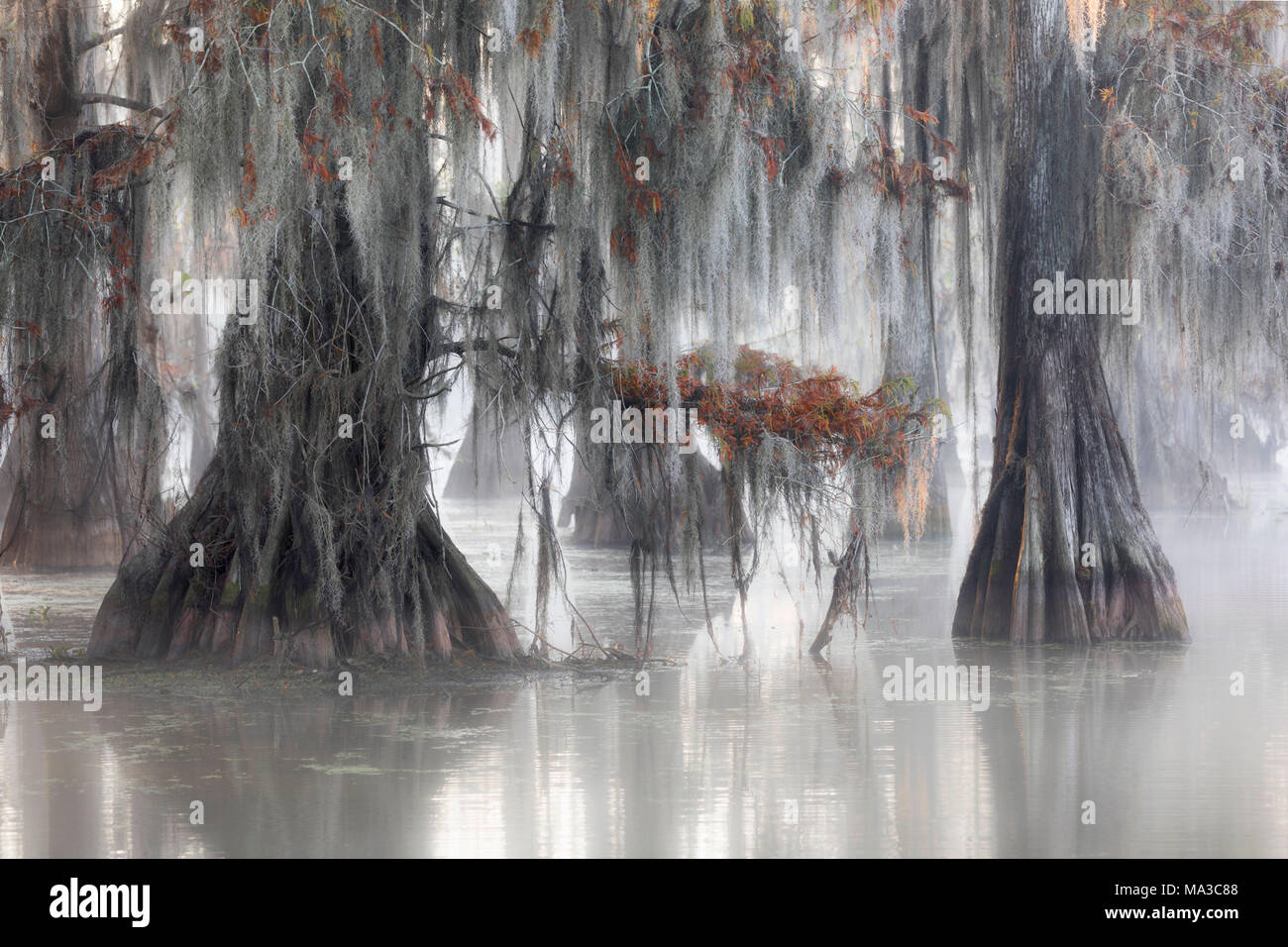 Bald cypresses (Taxodium distichum); Lake Martin, Breaux Bridge, Atchafalaya Basin, Southern United States, USA; North America Stock Photo