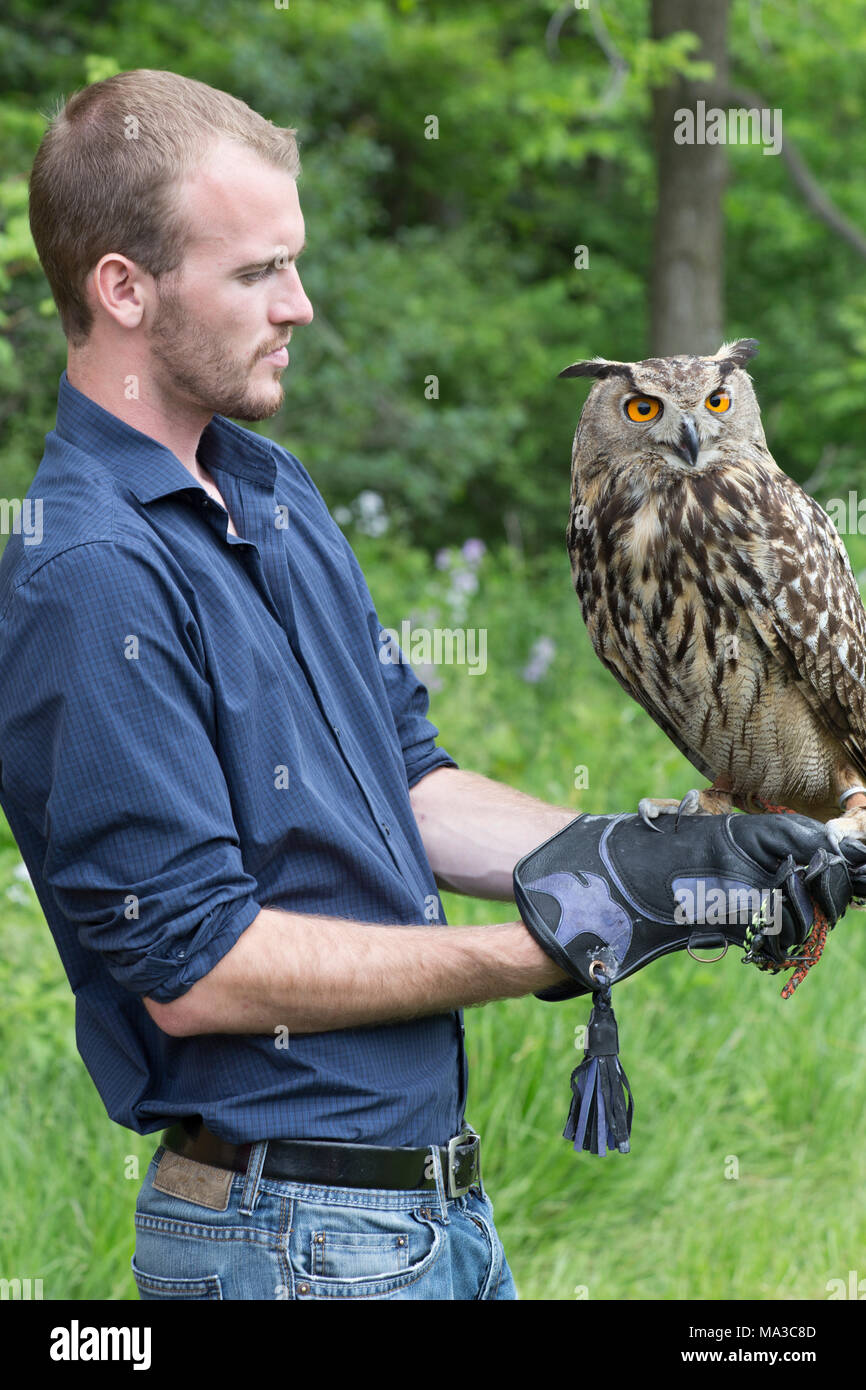 Great Horned Owl with Handler Stock Photo