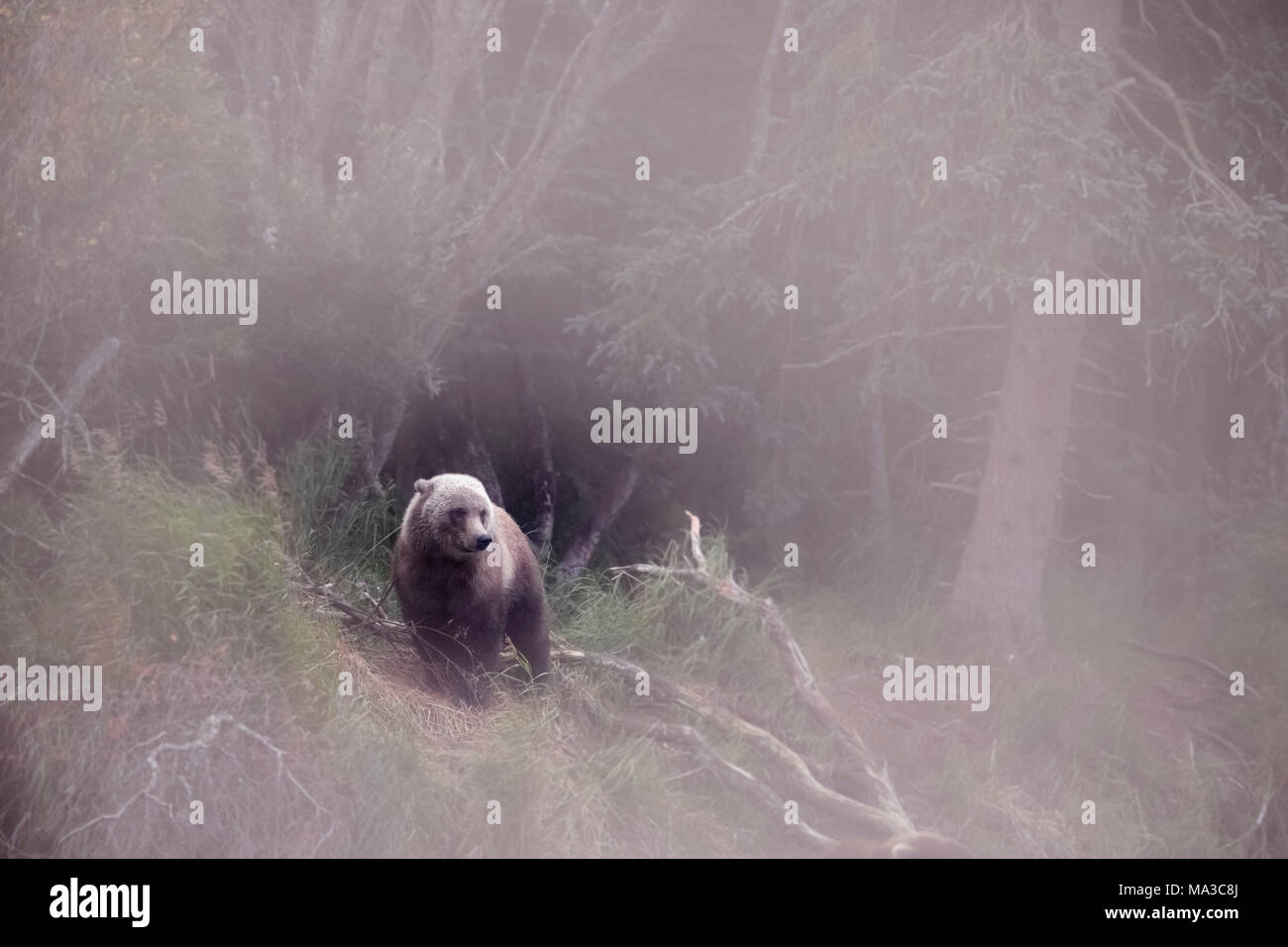 Brown bear (ursus arctos); Katmai National Park; western Alaska; United States; North America. Stock Photo