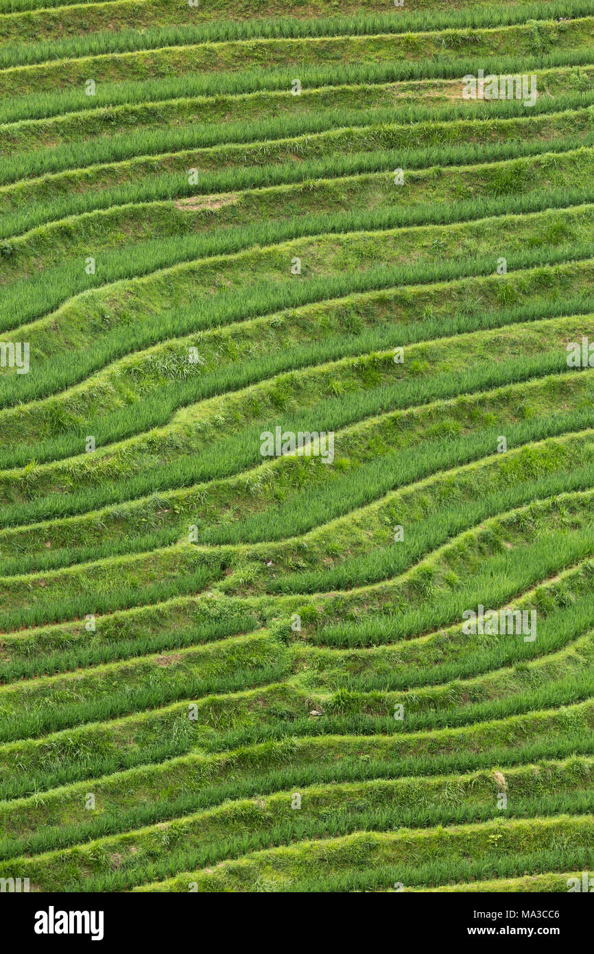 Asia,Asian,China,Guilin,Longsheng,Rice terrace Stock Photo
