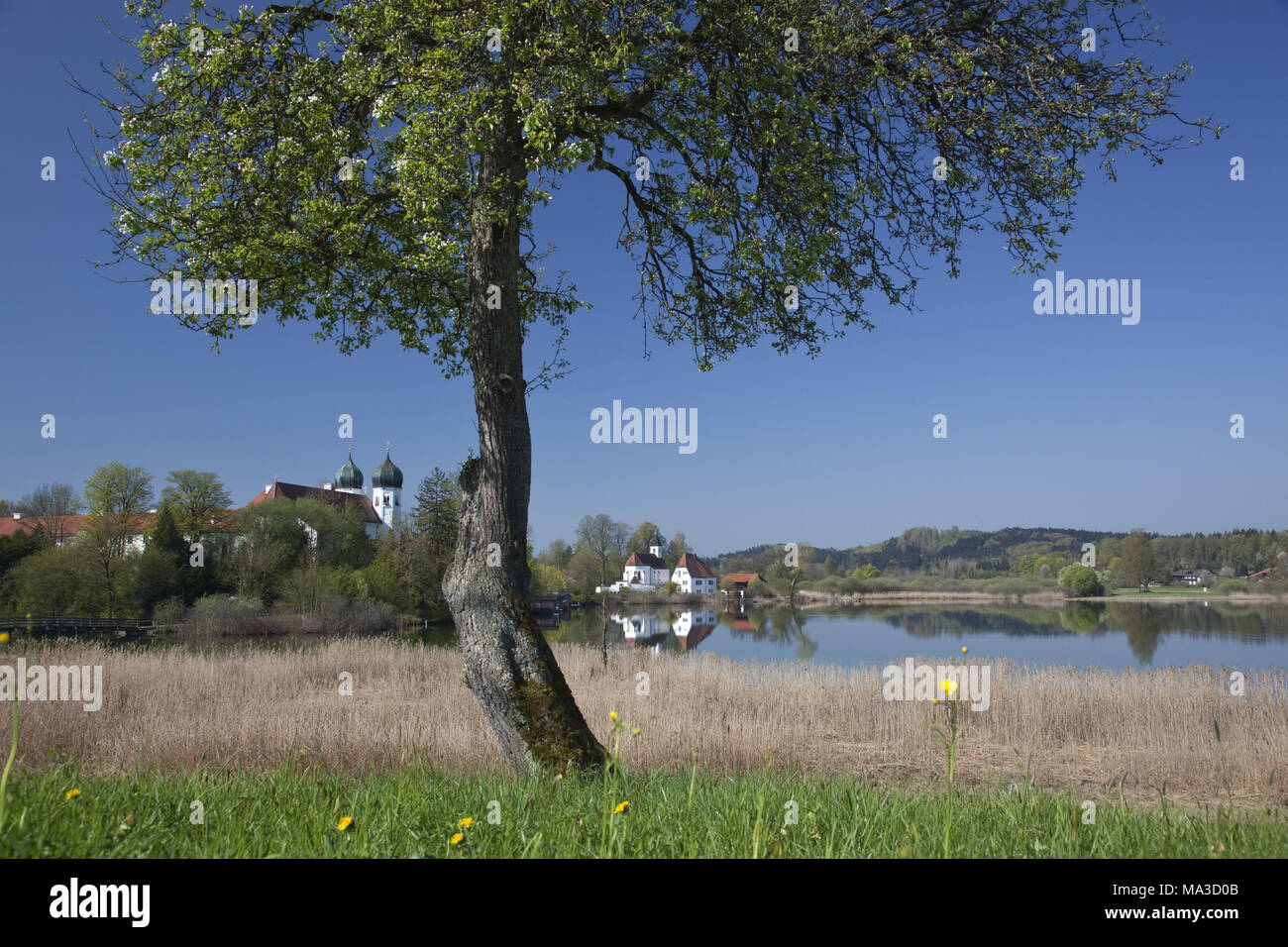 abbey of Seeon in the abbey lake, Seeon-Seebruck, Chiemgau, Upper Bavaria, Bavaria, South Germany, Germany, Stock Photo