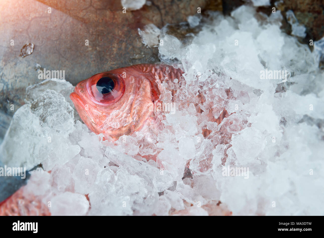 Red Pinecone soldier fish  photo in daylight time show big eyes and pink scales. Stock Photo