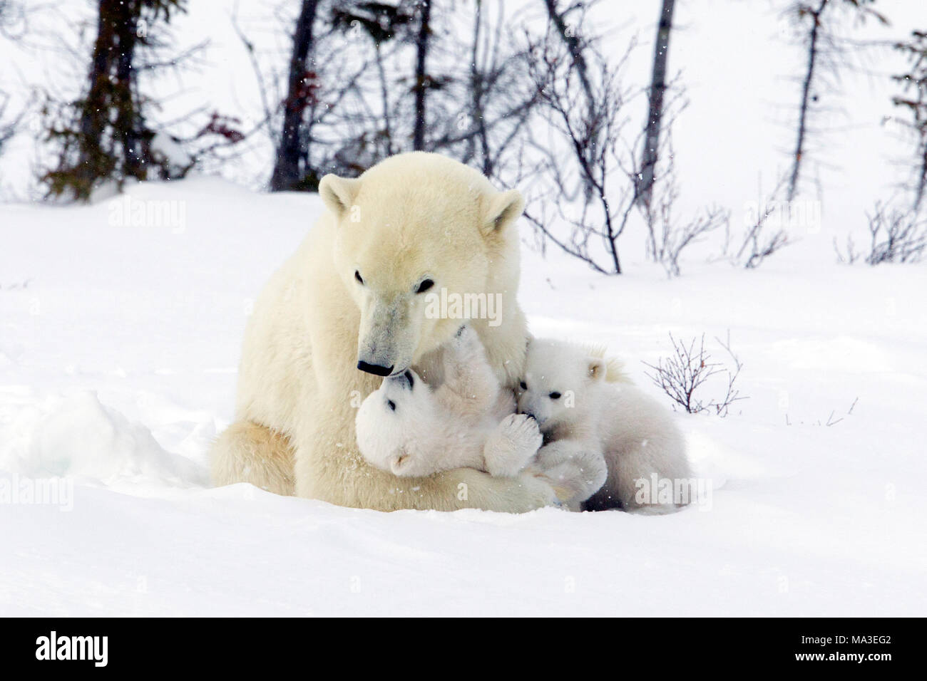 Polar bear mom and cubs hi-res stock photography and images - Alamy