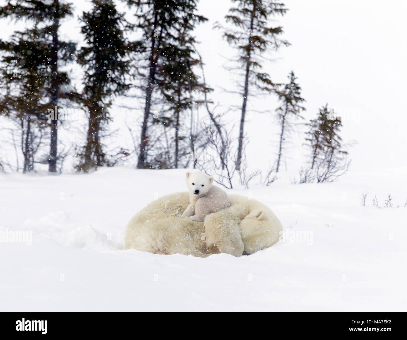 Polar Bear Mom and Cubs Stock Photo - Alamy