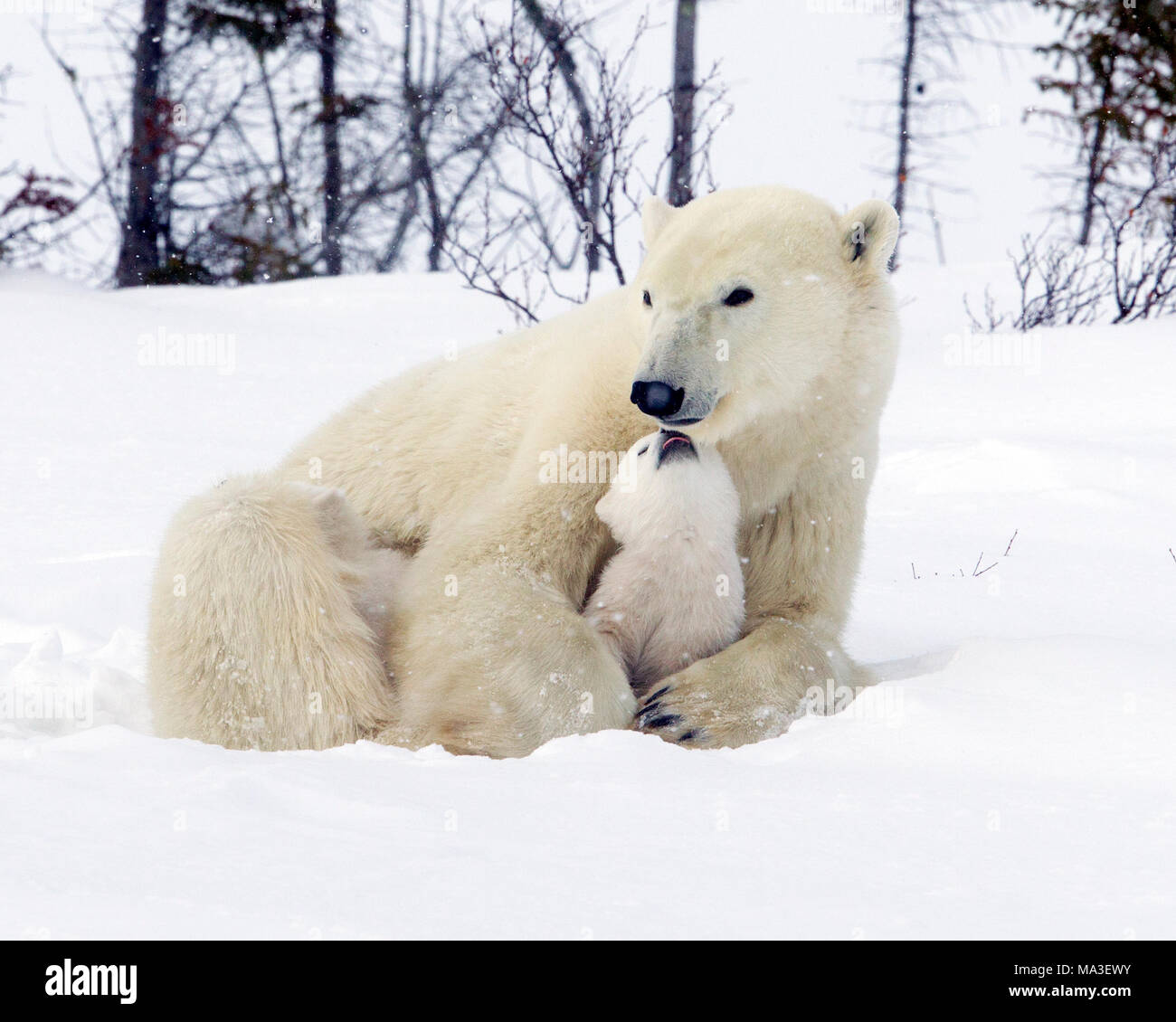 Polar Bear Mom and Cubs Stock Photo - Alamy