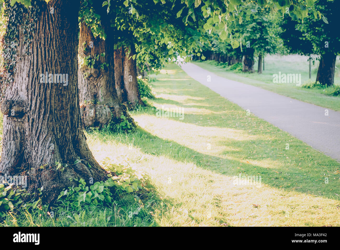 Avenue of lime trees Stock Photo Alamy