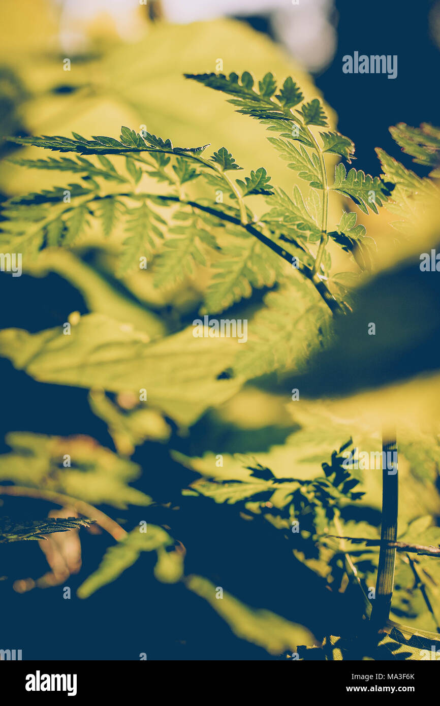Leaves sunlight hi-res stock photography and images - Alamy