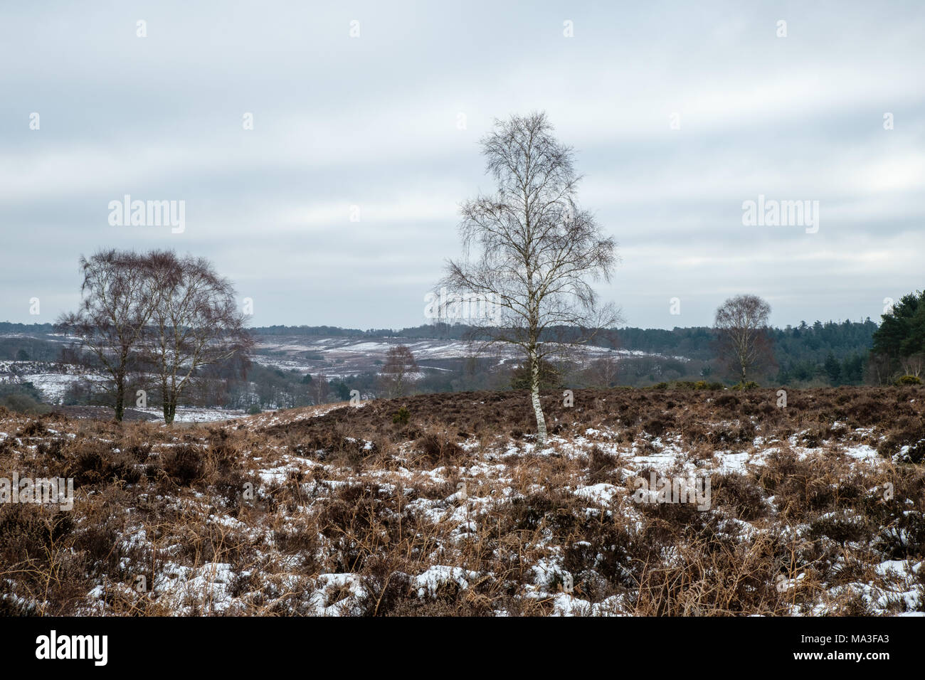 Winter at Mogshade Hill with Silver Birch Stock Photo
