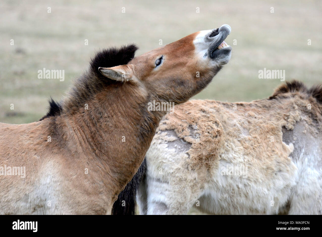 Asian Przewalski's horse, Equus ferus przewalskii Stock Photo
