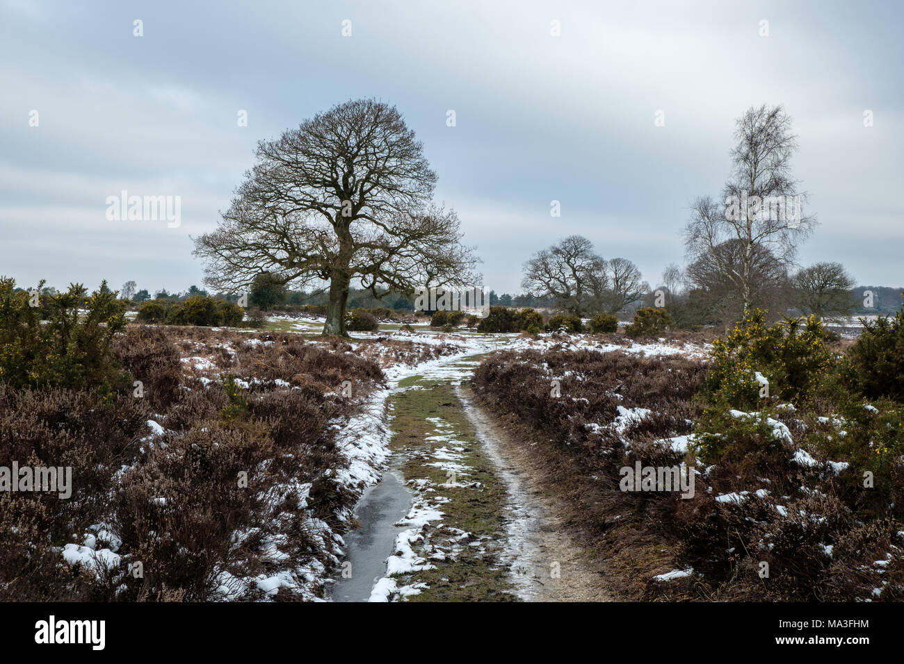 Winter at Mogshade Hill with Silver Birch and Oak Trees Stock Photo