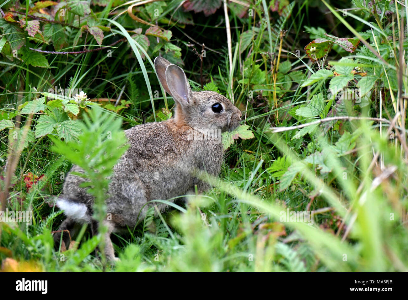 Brown wild rabbit in forest hires stock photography and images Alamy