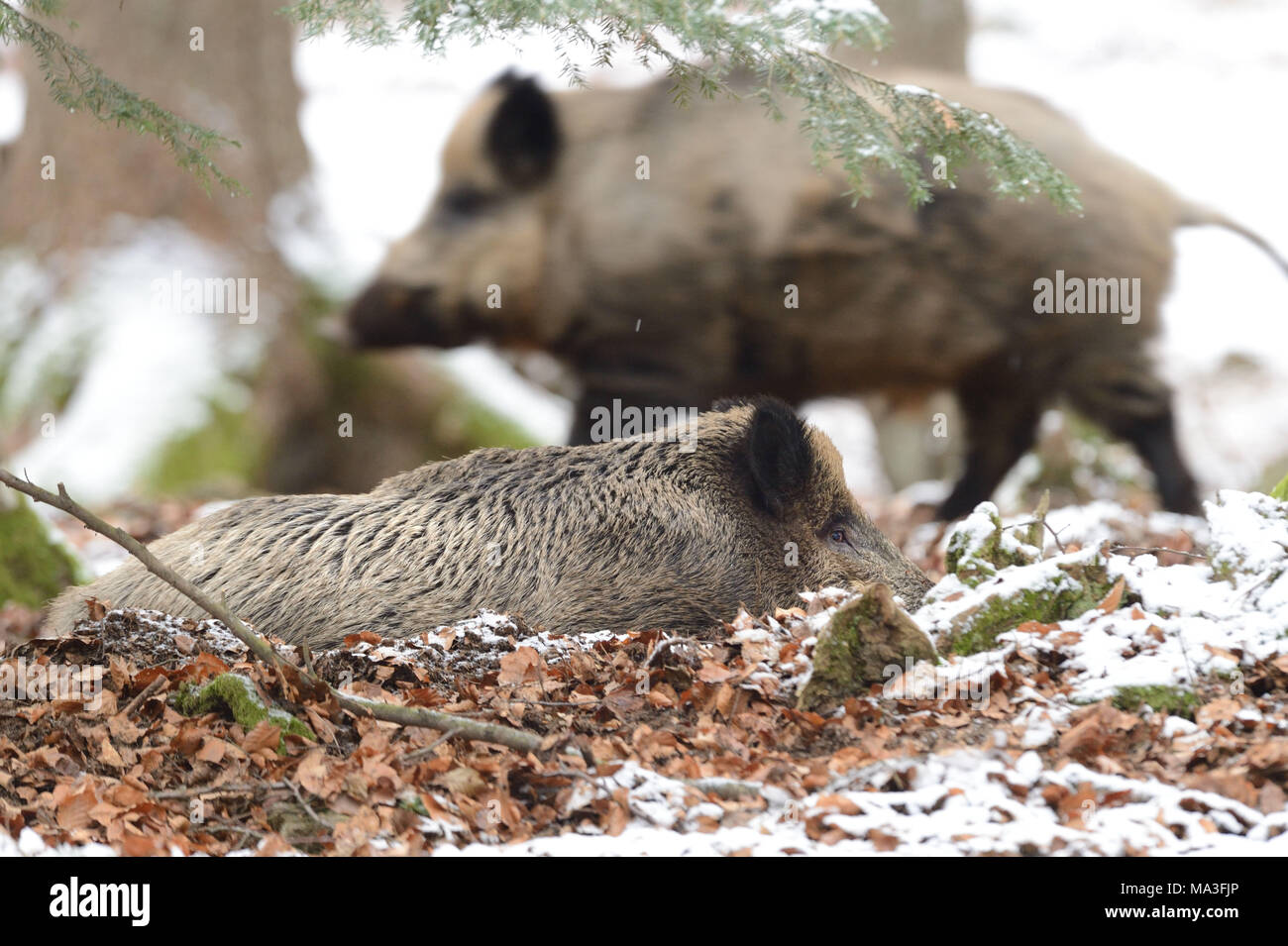 Wild boars in a forest, Sus scrofa scrofa Stock Photo