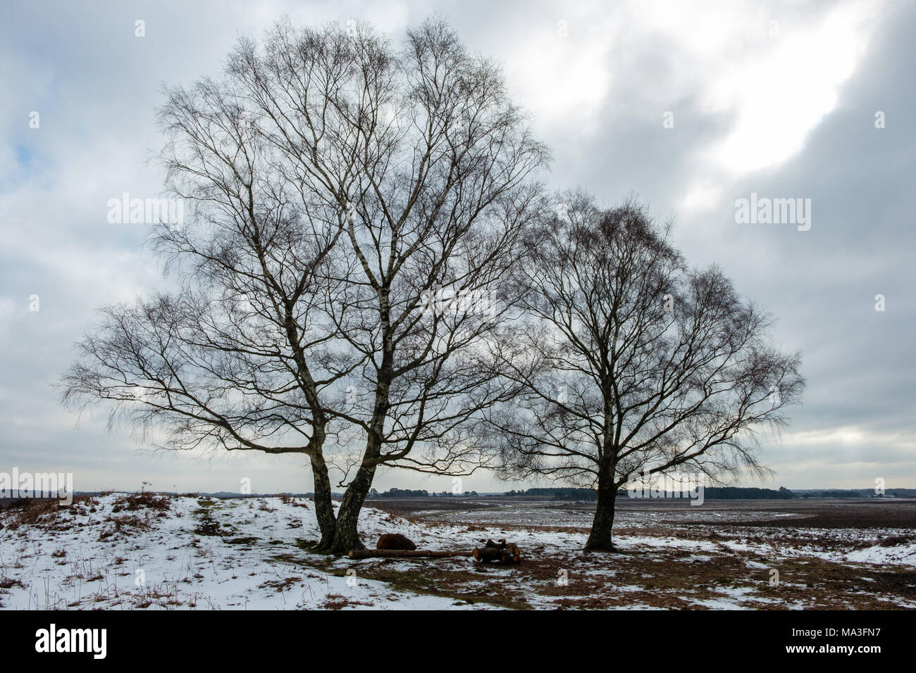 A Winter scene at Shatterford Bottom in The New Forest Stock Photo