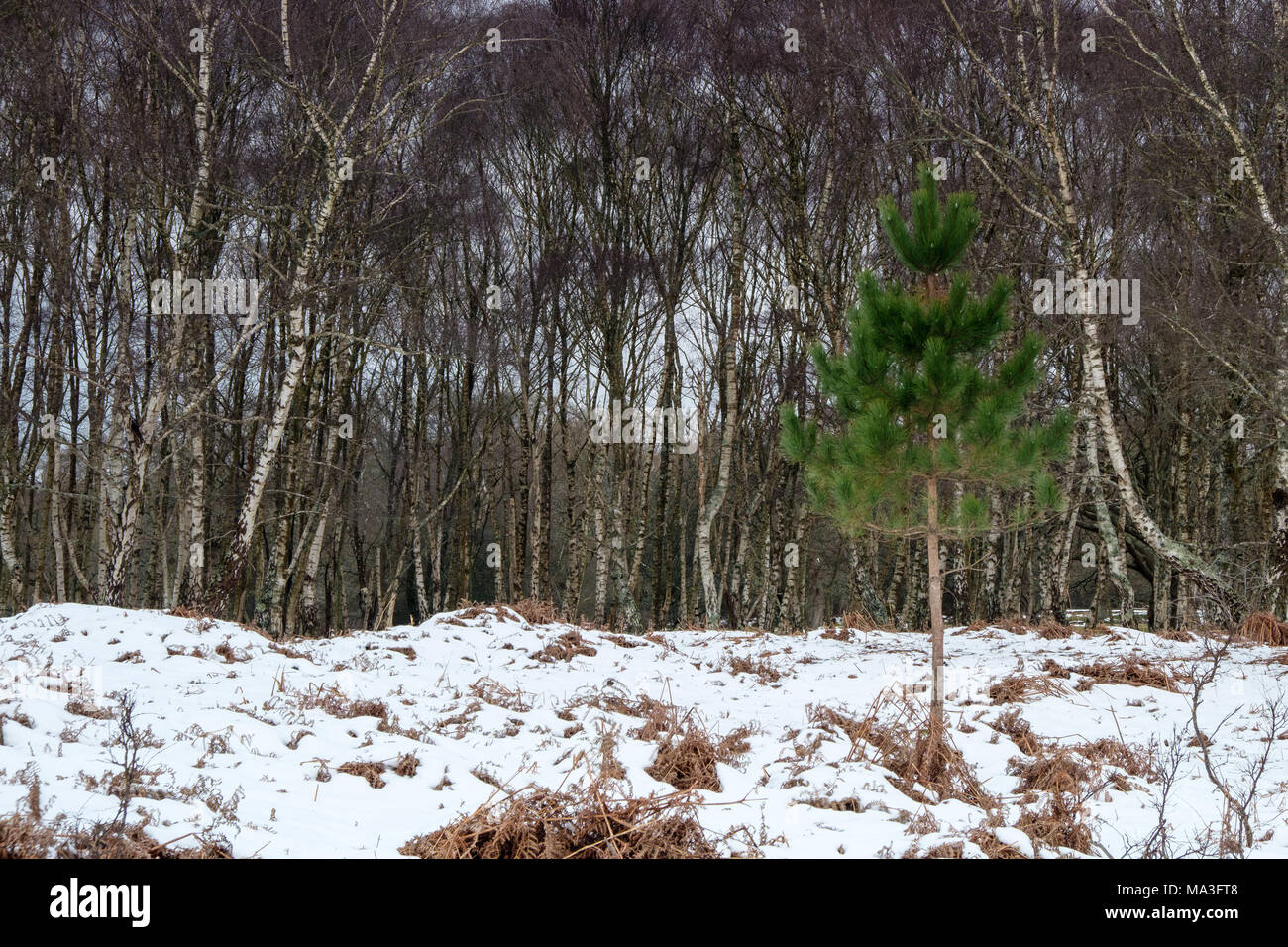A Green Conifer growing among Silver Birch at Denny Woods The New Forest Stock Photo
