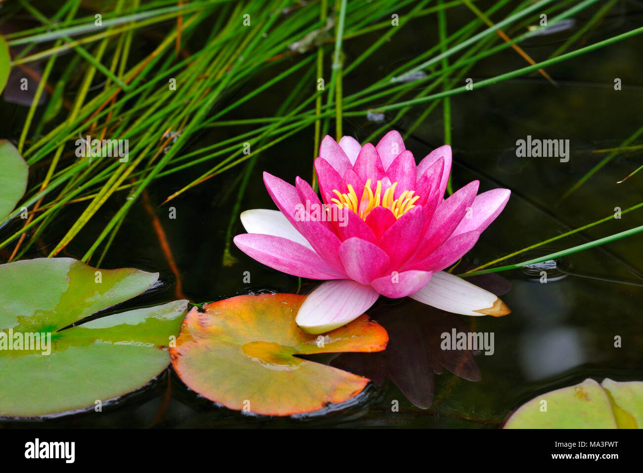 Water lily, Nymphaea, blossom, pink Stock Photo