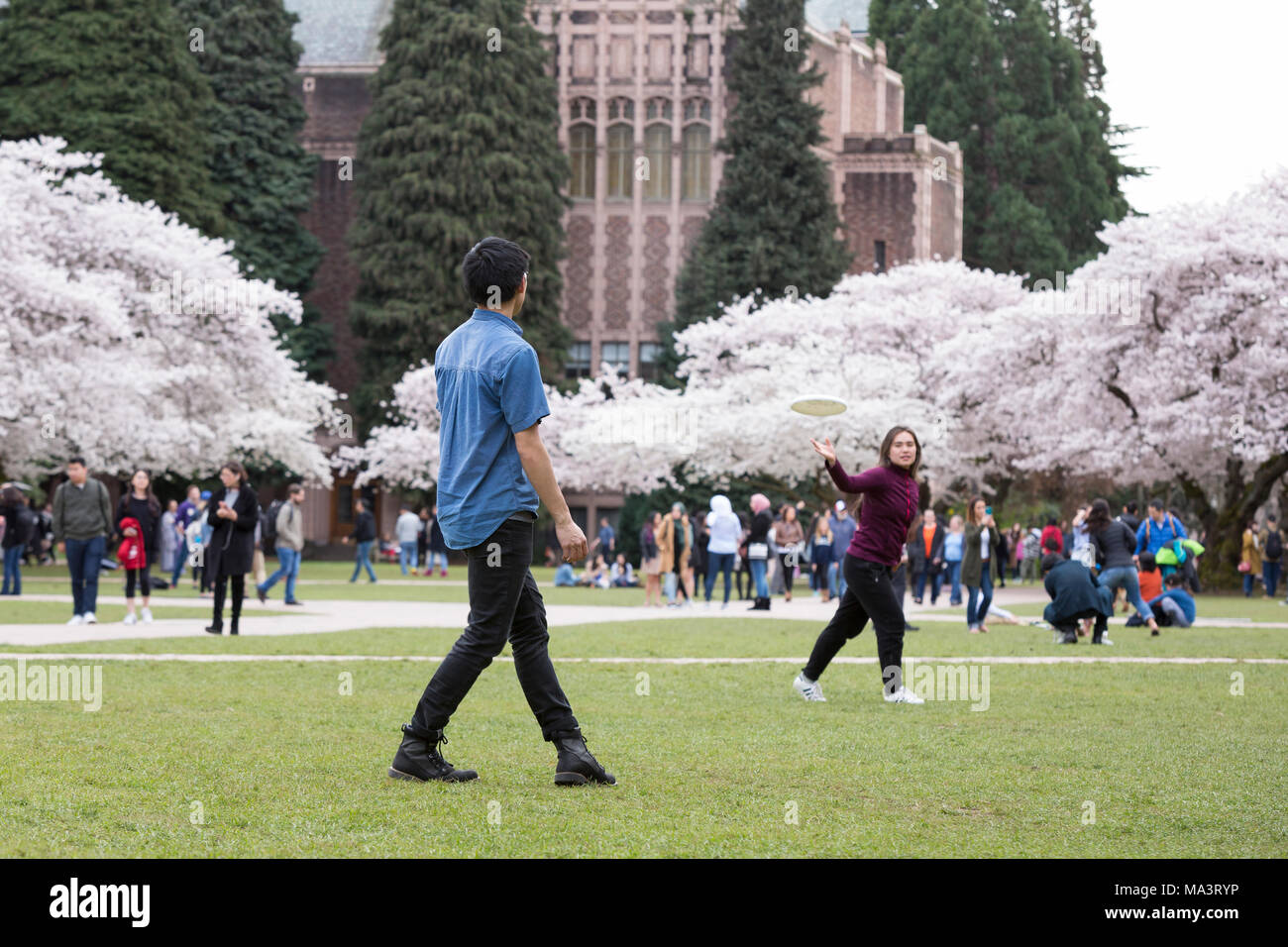 Seattle, Washington: Students play frisbee in the University of Washington Quad during the blooming of the cherry trees. Initially planted at the Washington Park Arboretum in 1939, the thirty Yoshino cherry trees were moved onto the Liberal Arts Quadrangle in 1962 where they draw thousands of visitors each spring. Credit: Paul Christian Gordon/Alamy Live News Stock Photo