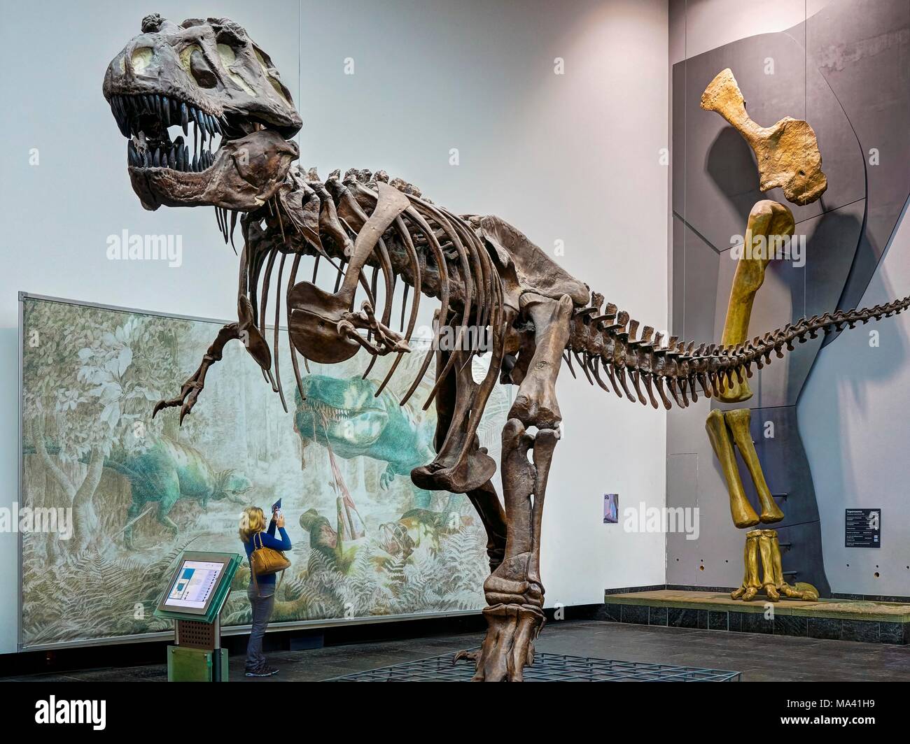 Senckenbergmuseum: a skeleton of Tyrannosaurus rex, Frankfurt am Main