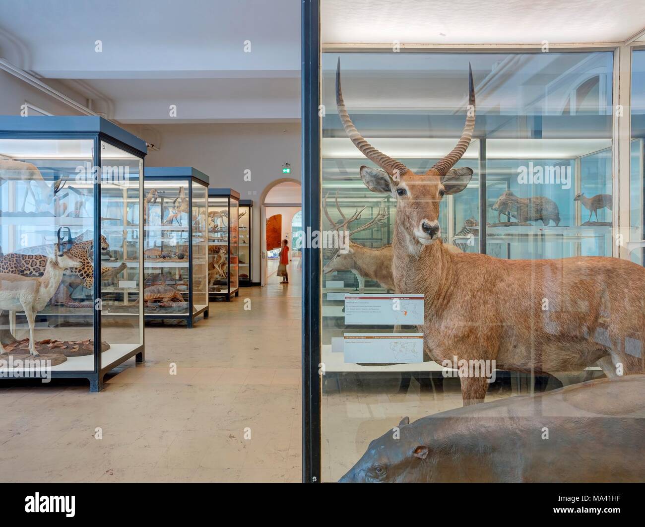 Senckenbergmuseum stuffed gazelle, Frankfurt am Main Stock Photo Alamy