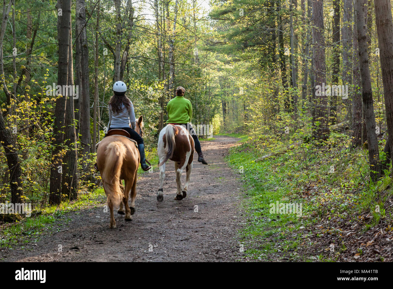Horseback riding on a trail through the woods in Ontario, Canada Stock