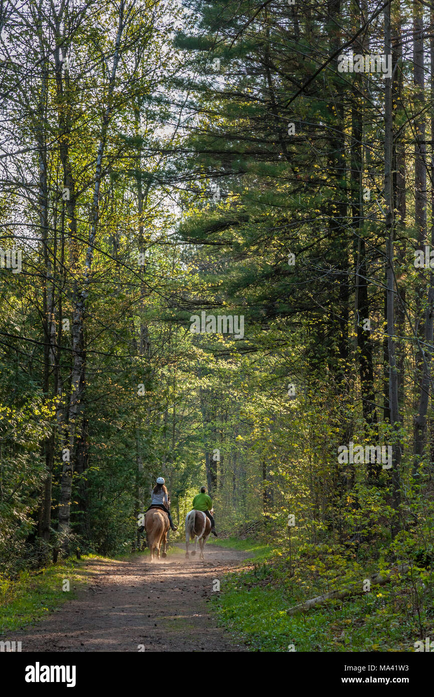 Horseback riding on a trail through the woods in Ontario, Canada Stock Photo