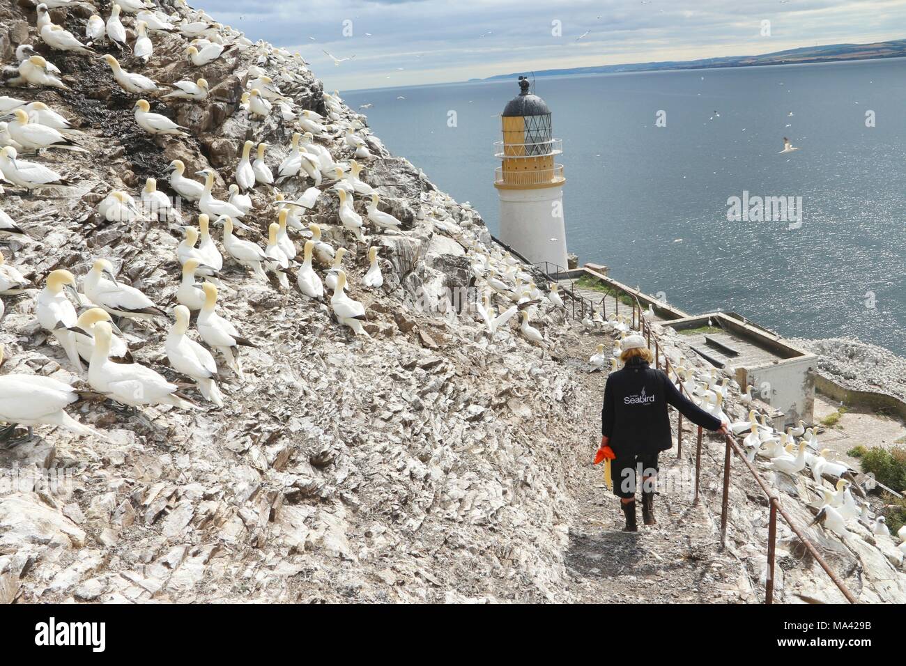 The gannet island Bass Rock in Scotland Stock Photo