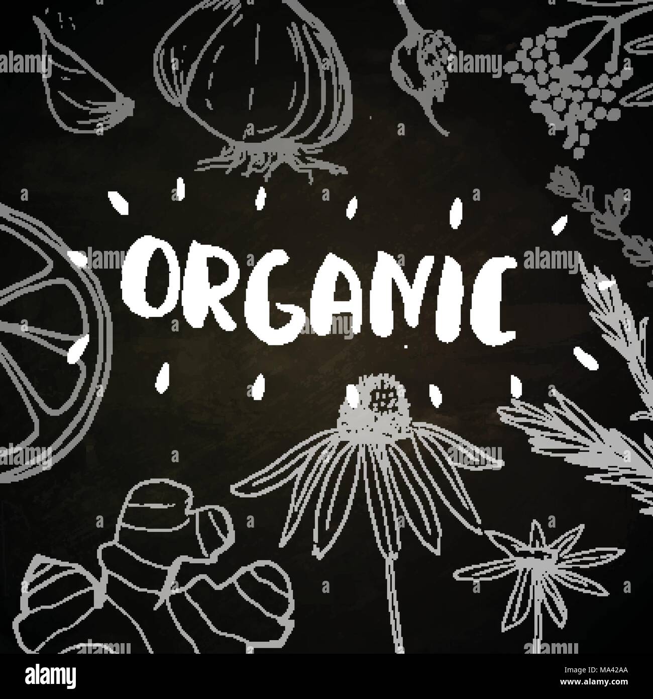 Herbs and medicinal plants collection. Vector hand drawn isolated objects on white Stock Vector