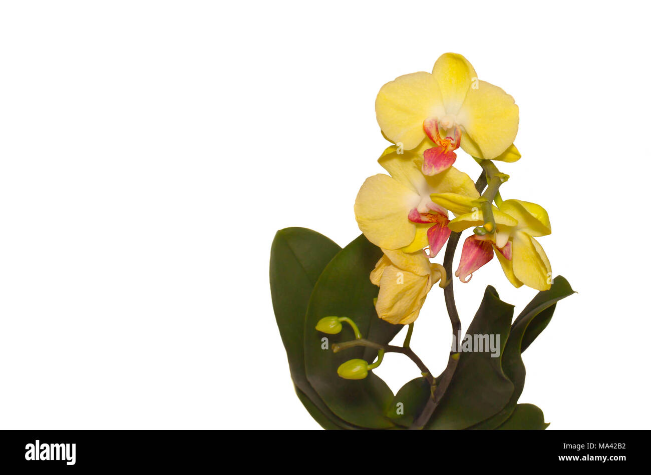 yellow Orchid flowers on isolated white background Stock Photo - Alamy