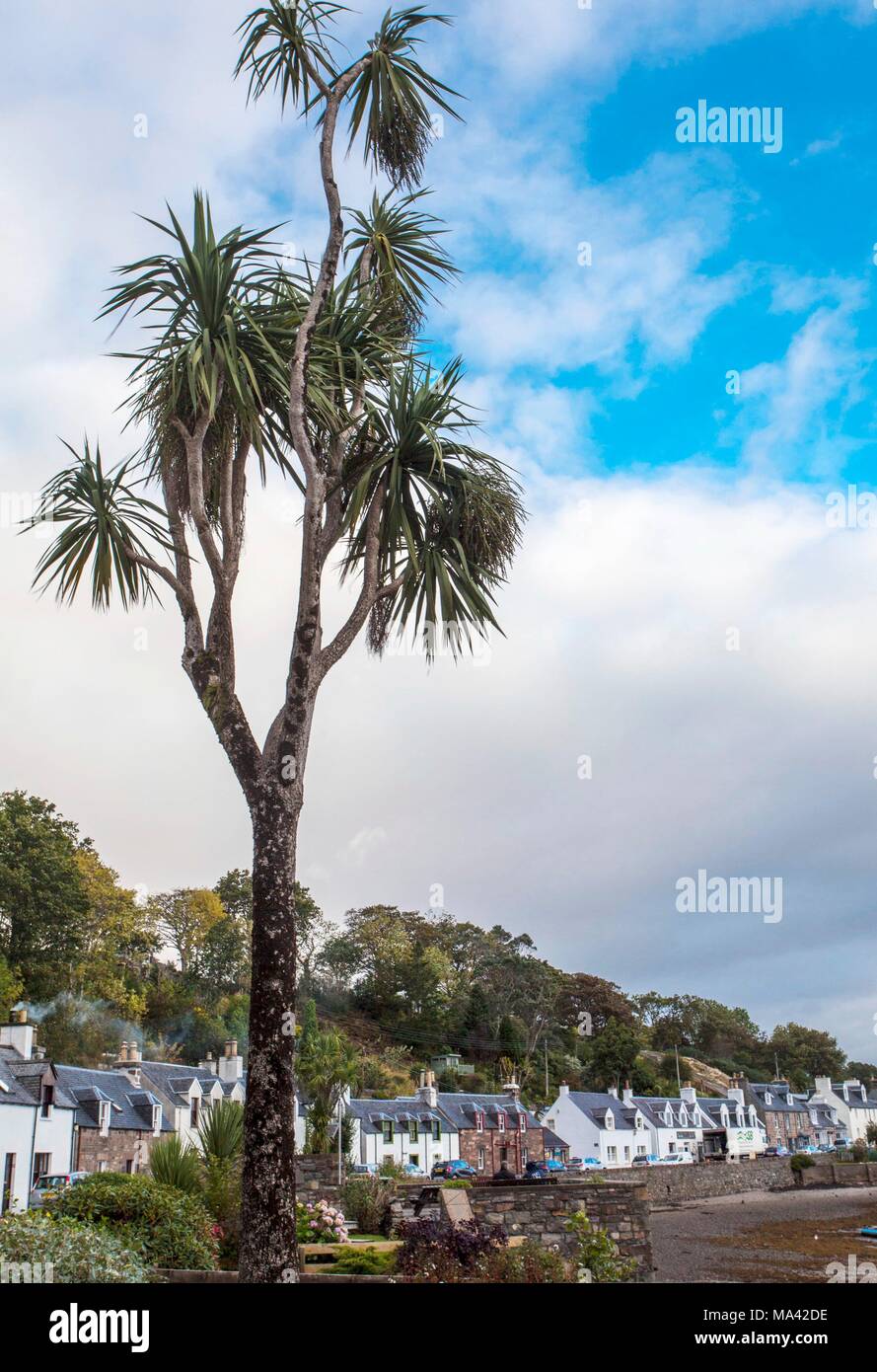A palm tree growing in Plockton due to the Gulf Stream Stock Photo Alamy
