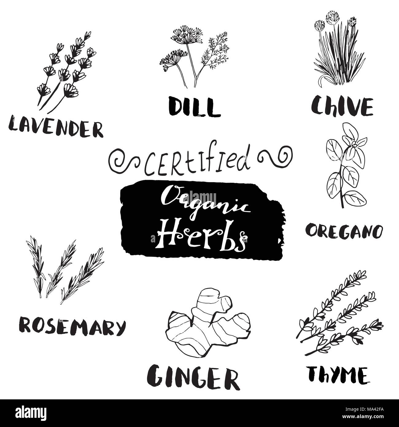 Herbs and medicinal plants collection. Vector hand drawn isolated