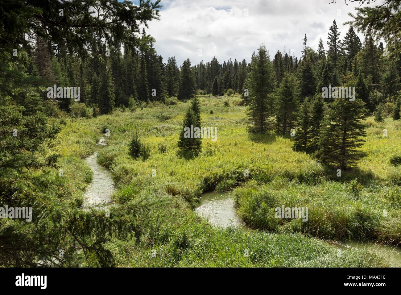 A hiking trail through a forest with a stream running through it in the Mountain National Park, Canada Stock Photo