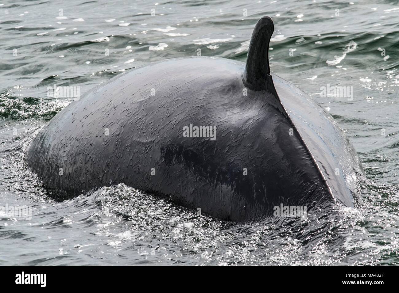 A whale off the Atlantic coast in RiviereduLoup, Quebec (Canada Stock
