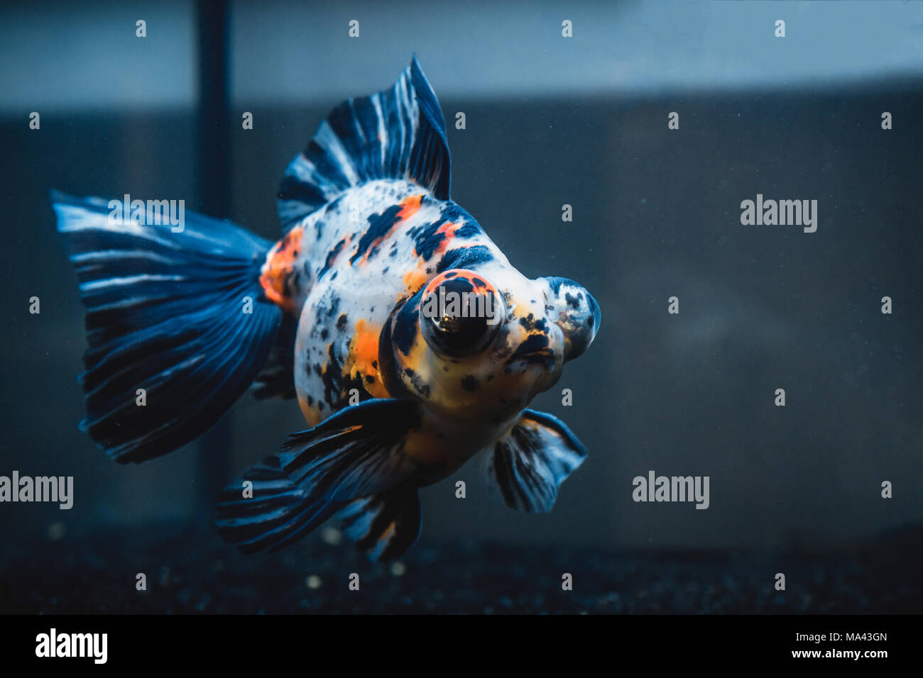 Goldfish calico hi-res stock photography and images - Alamy