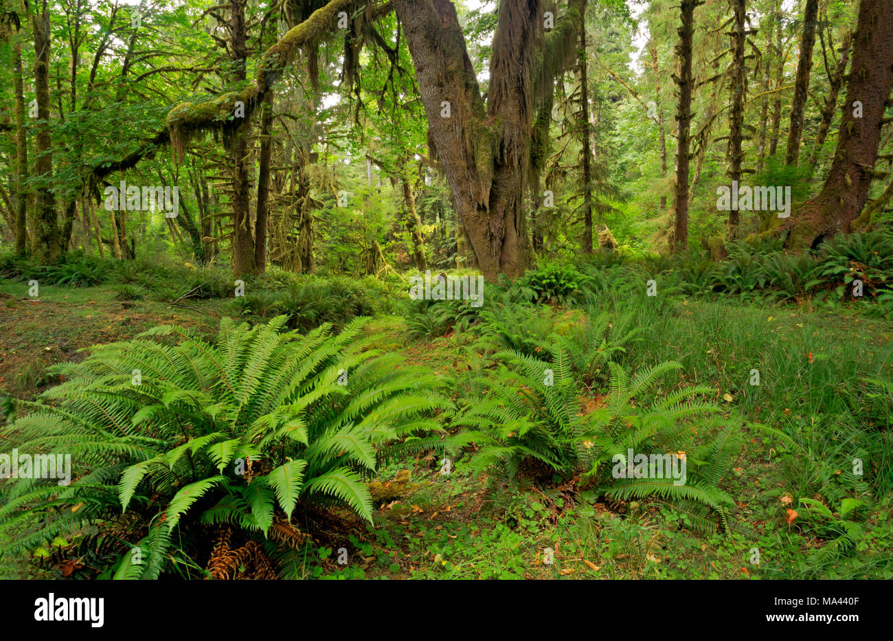 Understory of ferns hi-res stock photography and images - Alamy