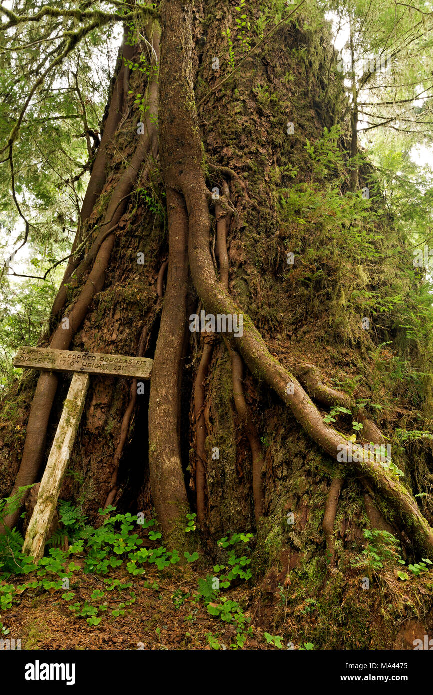 WA13974-00...WASHINGTON - Roots and tree growing on the still living trunk of the former largest recorded Douglas Fir located in the Queets Rain Fores Stock Photo