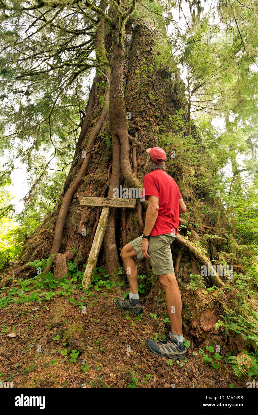 WA13975-00...WASHINGTON - Hiker examing the roots and tree growing on the still living trunk of the former largest recorded Douglas Fir located in the Stock Photo